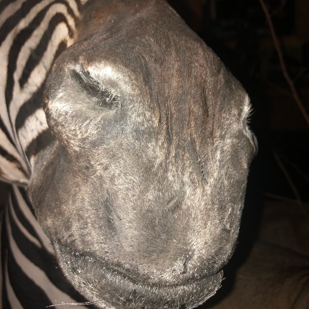 Zebra - Picture 9 of 11